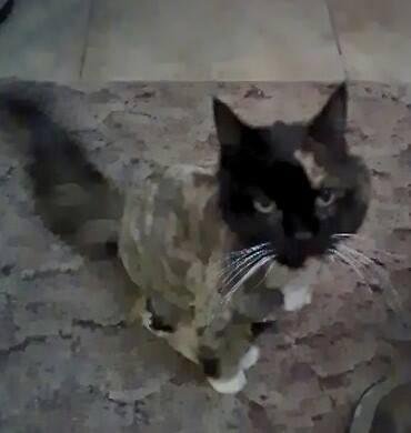 Poor little girl.  She had her annual haircut tonight and now blends into the carpet.  At least we can see her pretty face!