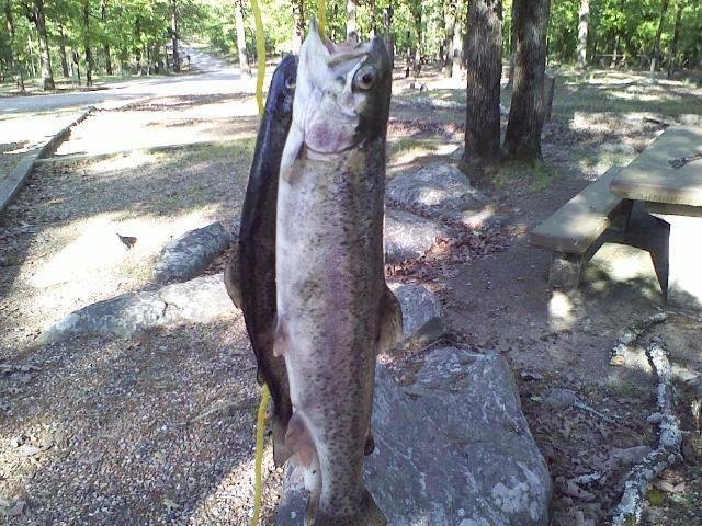 Louis and brothers fly fishing --rained out Friday--however Sat. good catch --no pics of Louis or brothers but one pic of big trout--sharing