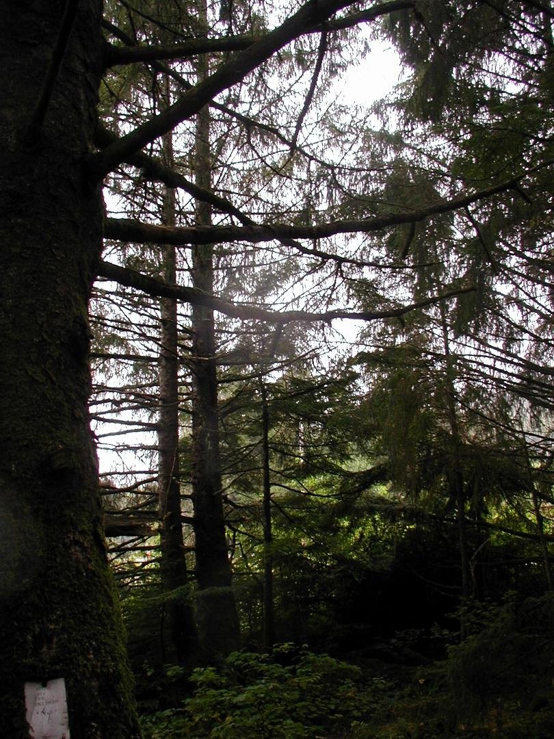 American rain forest