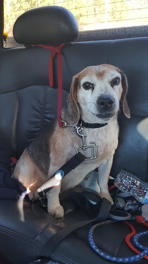 We had to say goodbye to Hank yesterday. He was one of the seniors that Randy DeCarlo had pulled from a kill shelter. Hank will be so missed. 😥