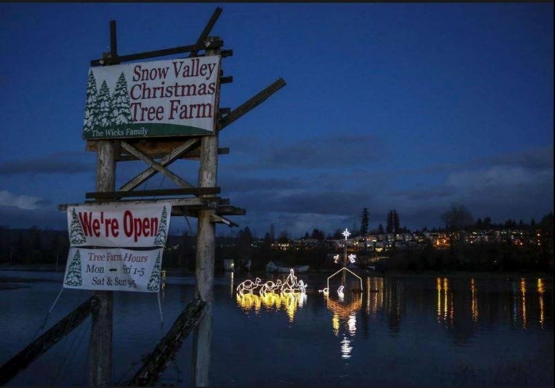 Beginning to look a lot like Christmas.  A Christmas-light nativity scene is pictured near a sign for the Snow Valley Christmas Tree Farm in the flood waters of the Snoqualmie River at NE Woodinville Duvall Road in Duvall, 