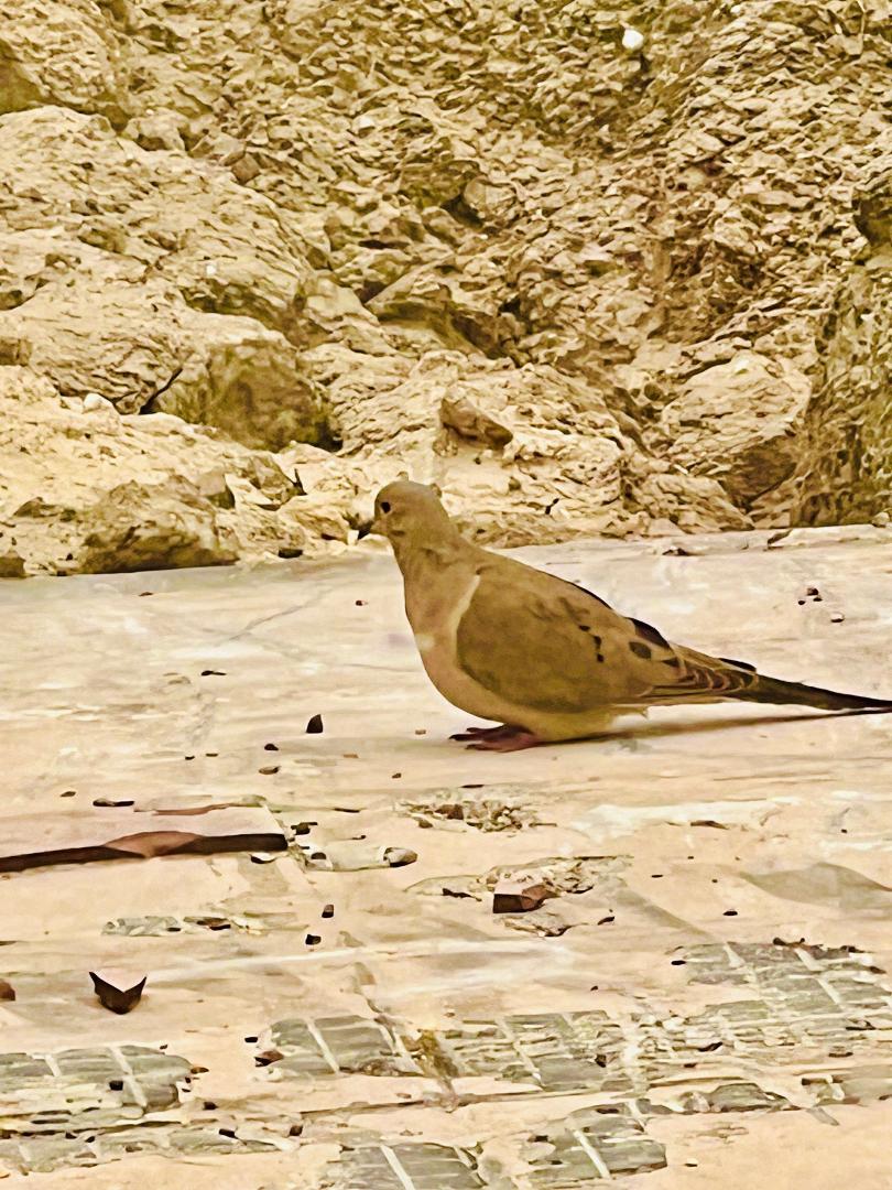 The real "Lonesome Dove"