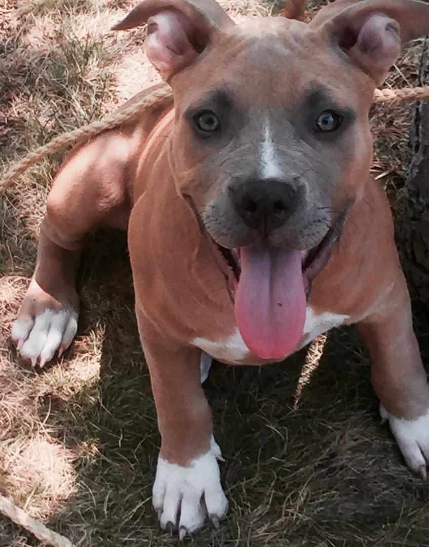 It's National Dog Day :)!