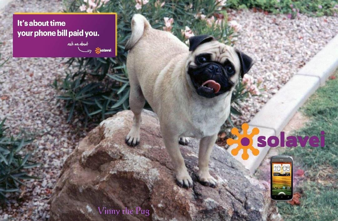 Vinny the Pug’s SOLAVEI
Isn’t it about time Your cell phone Start paying You?
“Vinny the Pug” is harnessing the power of SOLEVEI to create Economic Linkage between Mobile Service, Social Commerce and Social