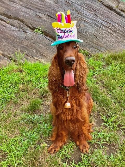 Happy Birthday to my big goofball and all his littermates