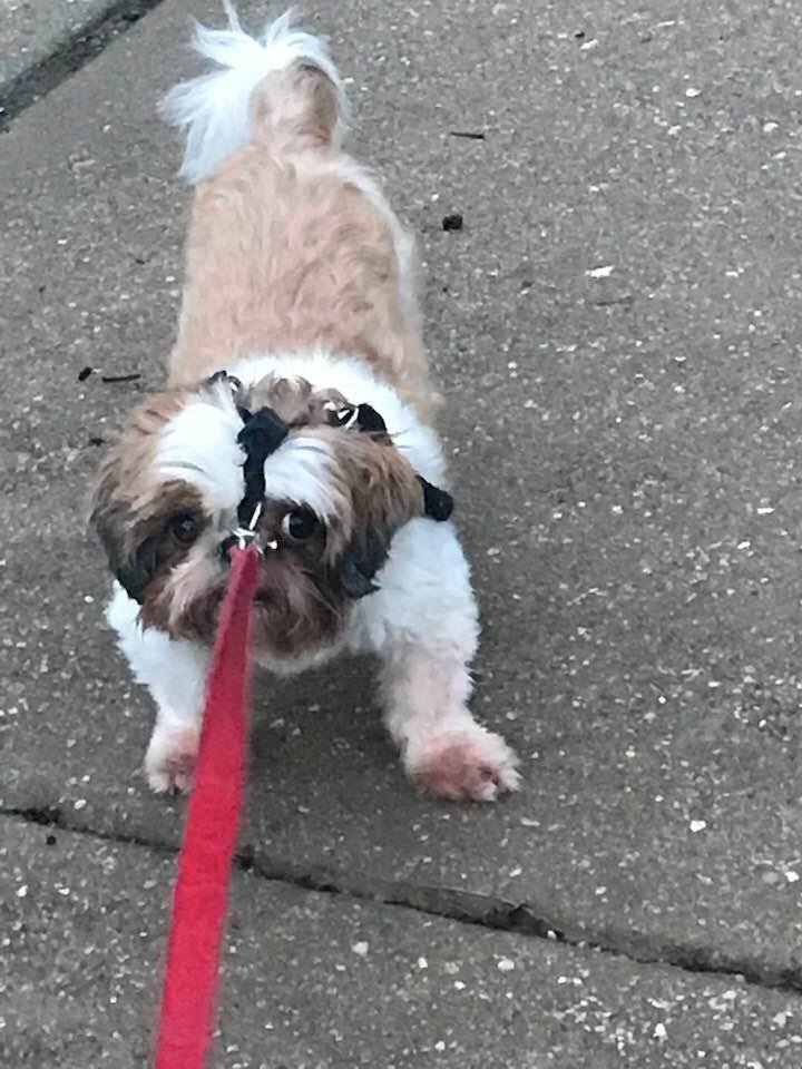When Edgar doesn’t want to walk anymore, he lets you know!