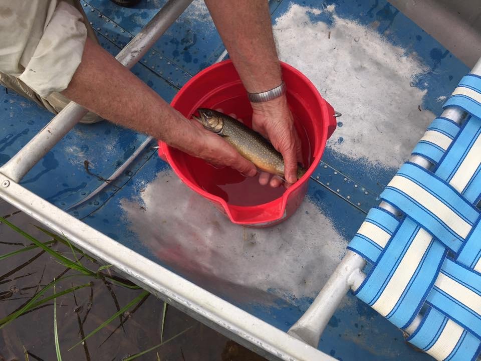 The trout are growing well in our little pond.  Stocked last May at 6".  8" in September.  This one is a good 10", as the pail is 9 1/2".   Pretty nice Brookie.