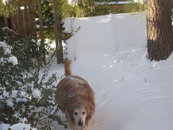 Tim Davey's album, Rache Loves Snow