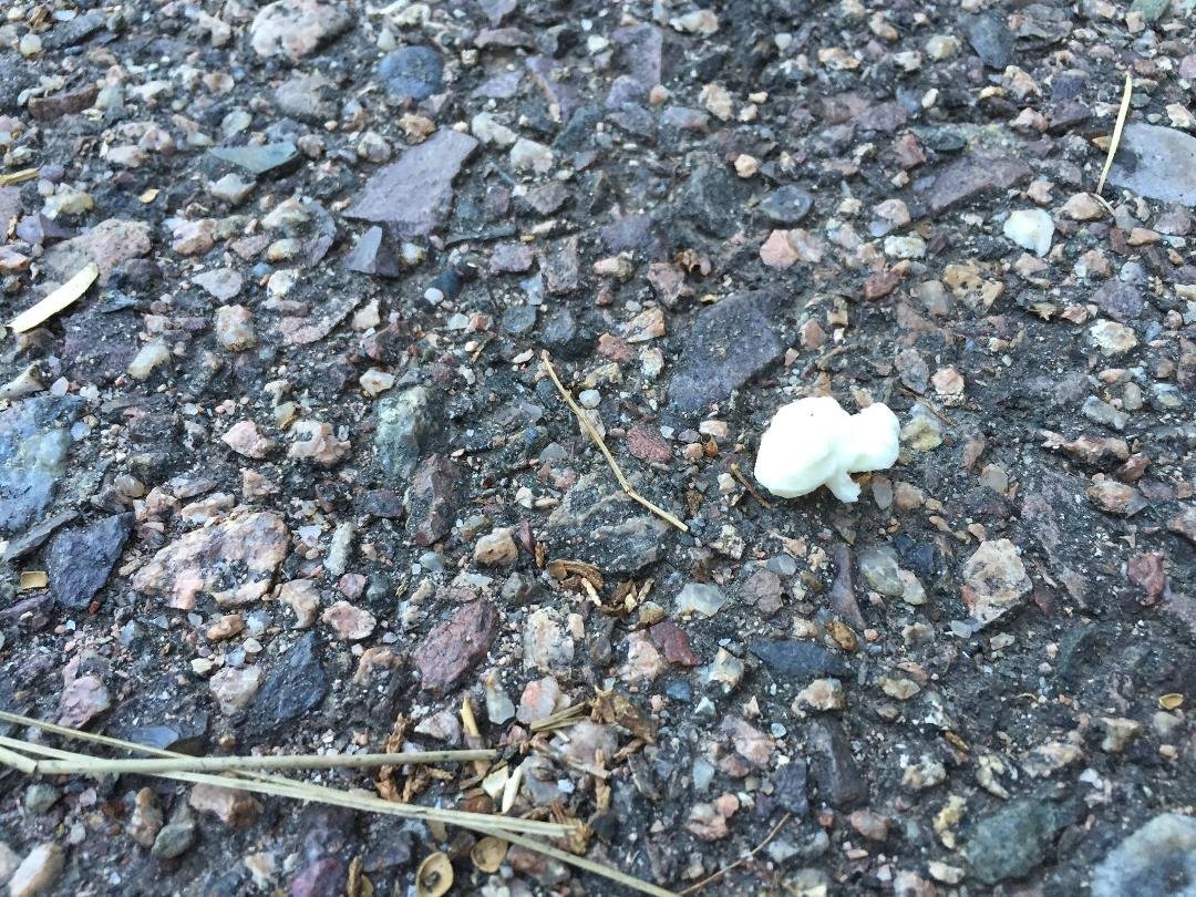 My entertainment tonight is watching ants carry a piece of popcorn away to their den.
