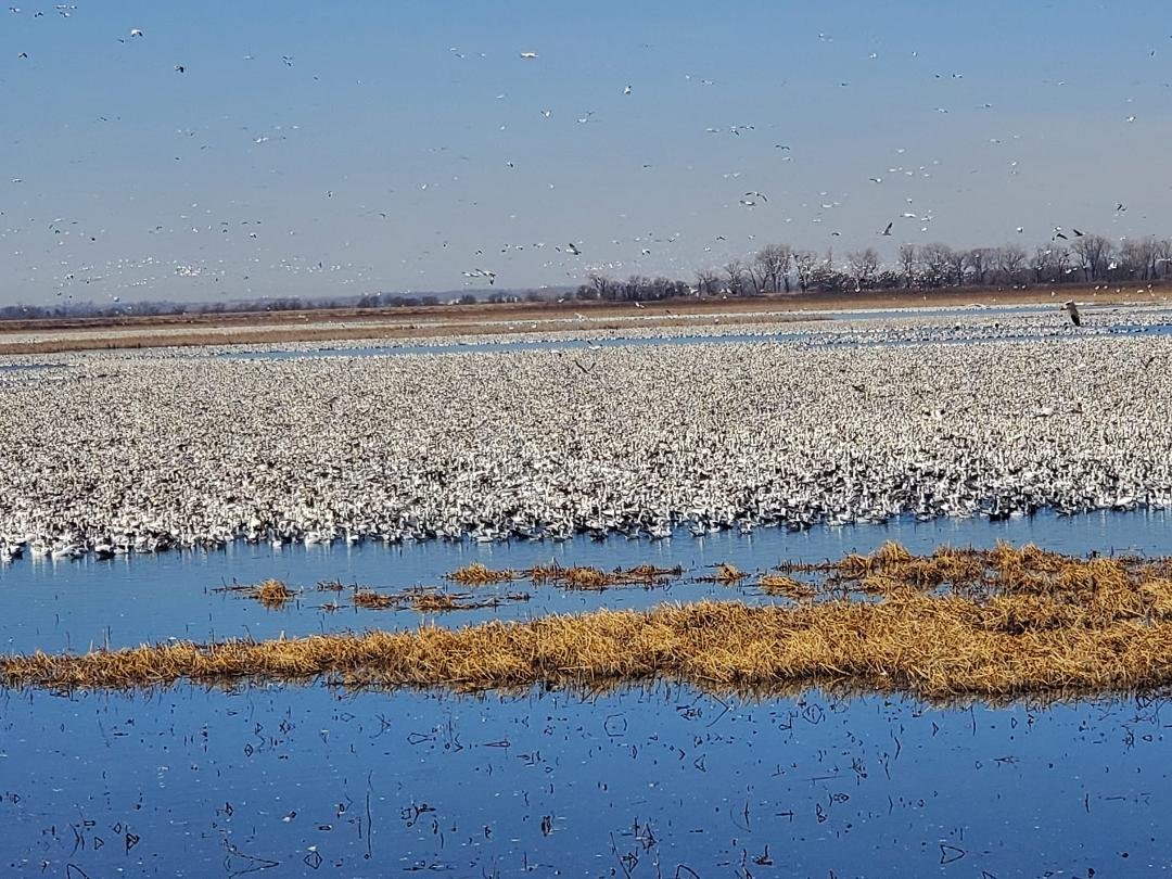 An artificial goose island at Loess Bluffs NWR.
1.2 million birds according to a guide.