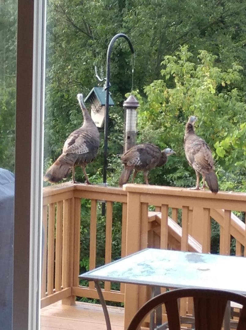 Guest this morning.