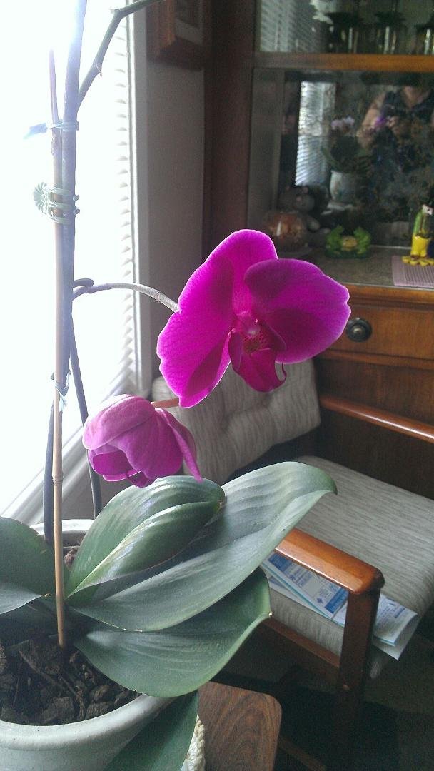 One of the orchid I bought for my mom over a year blooming again
