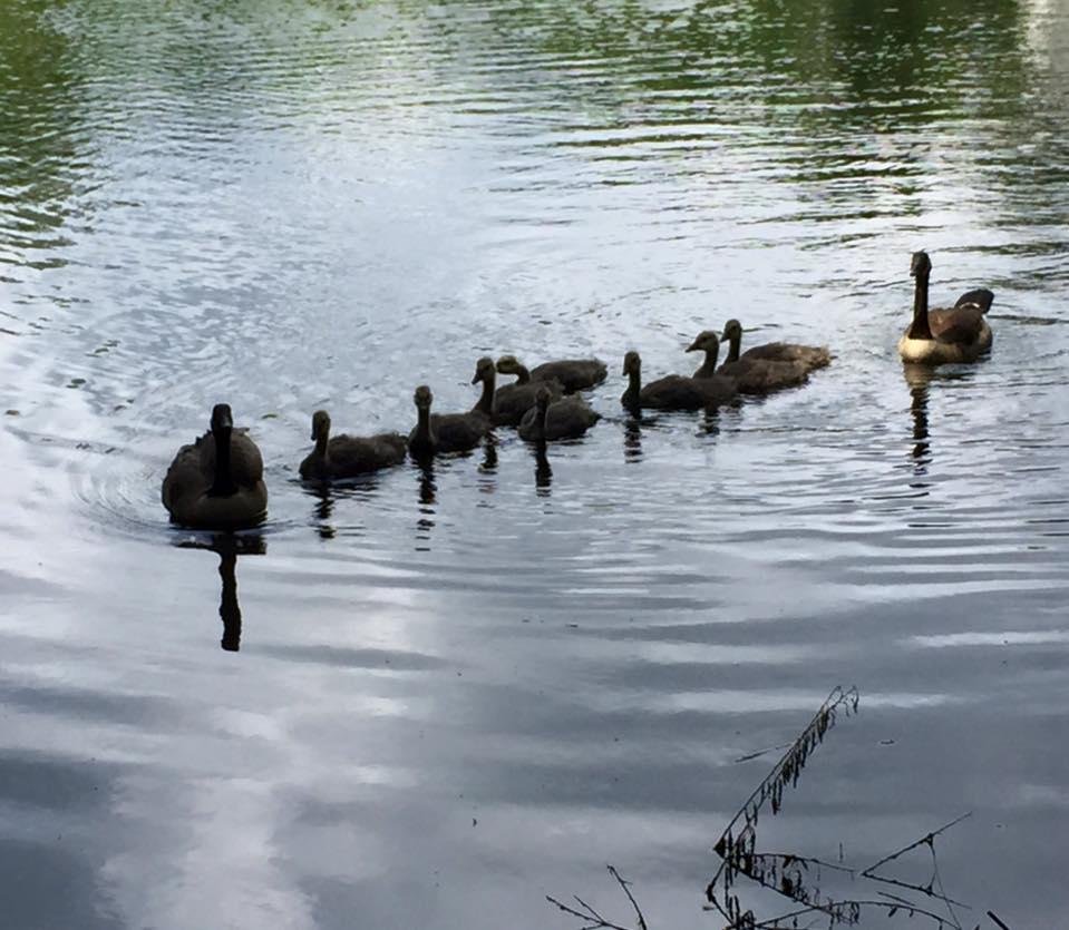 Little Canadians in Spring.