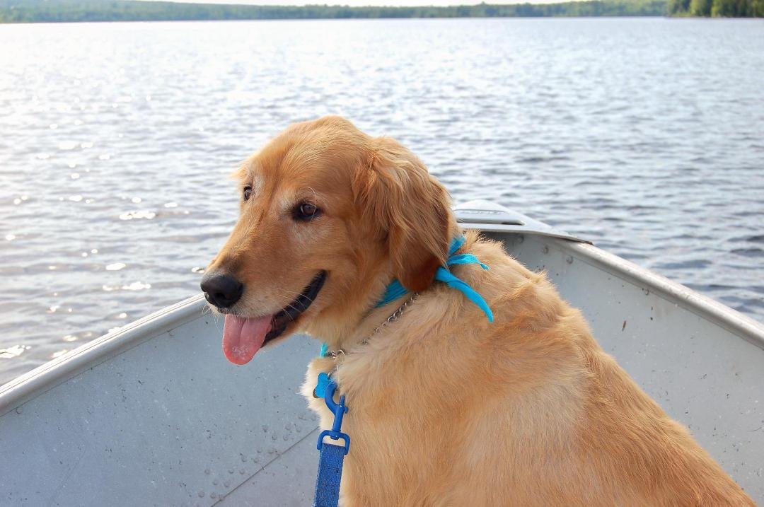 Happy 10th birthday, Moose. Loyal, affectionate, loveable. Never barks back. Always happy to see me. Never asks for much. Why can't kids and men be more like you! We love you, buddy. Dogs rule. You're Moose of Musquash and
