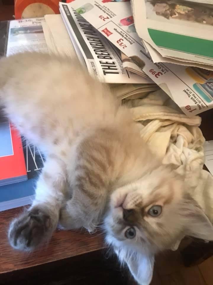 update on Baguette