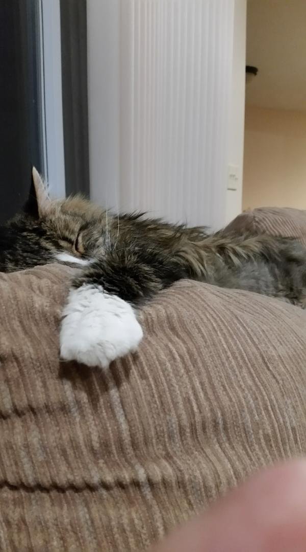 Mittens says night night