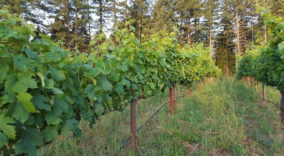 Rise and shine, Sunrise in the vineyard