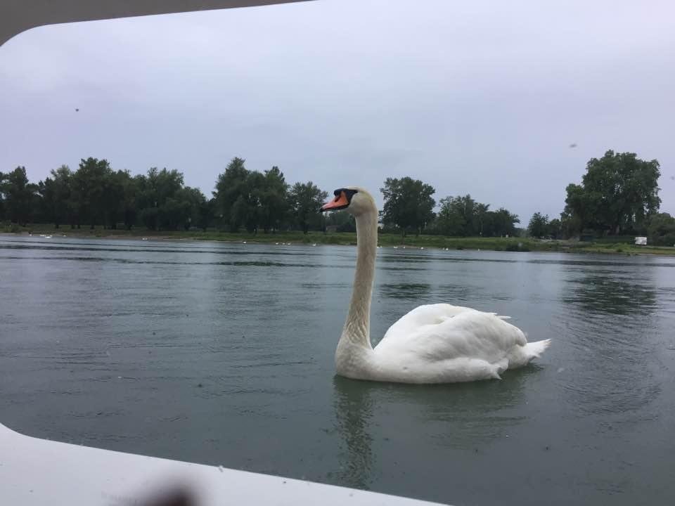This guy was outside our porthole this morning.  We are having a good time.  Going to Black Forest today