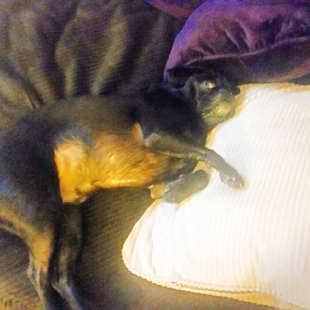 I'm just lounging mom! #pugnation #pugnatious