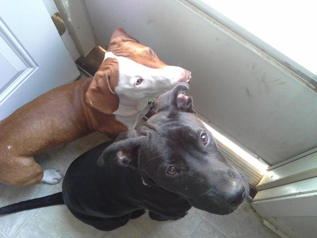 Waiting to chase the squirrels and birds