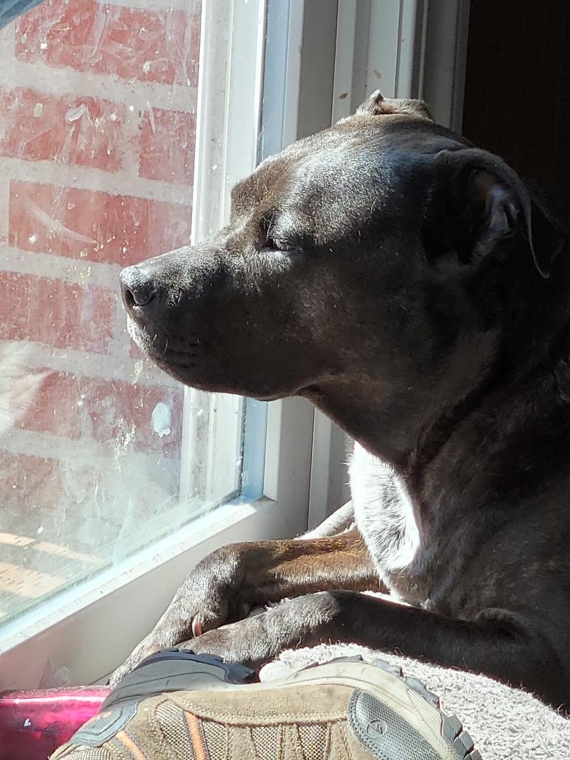 Happy dog day! May you always have a patch of sun to bask in.