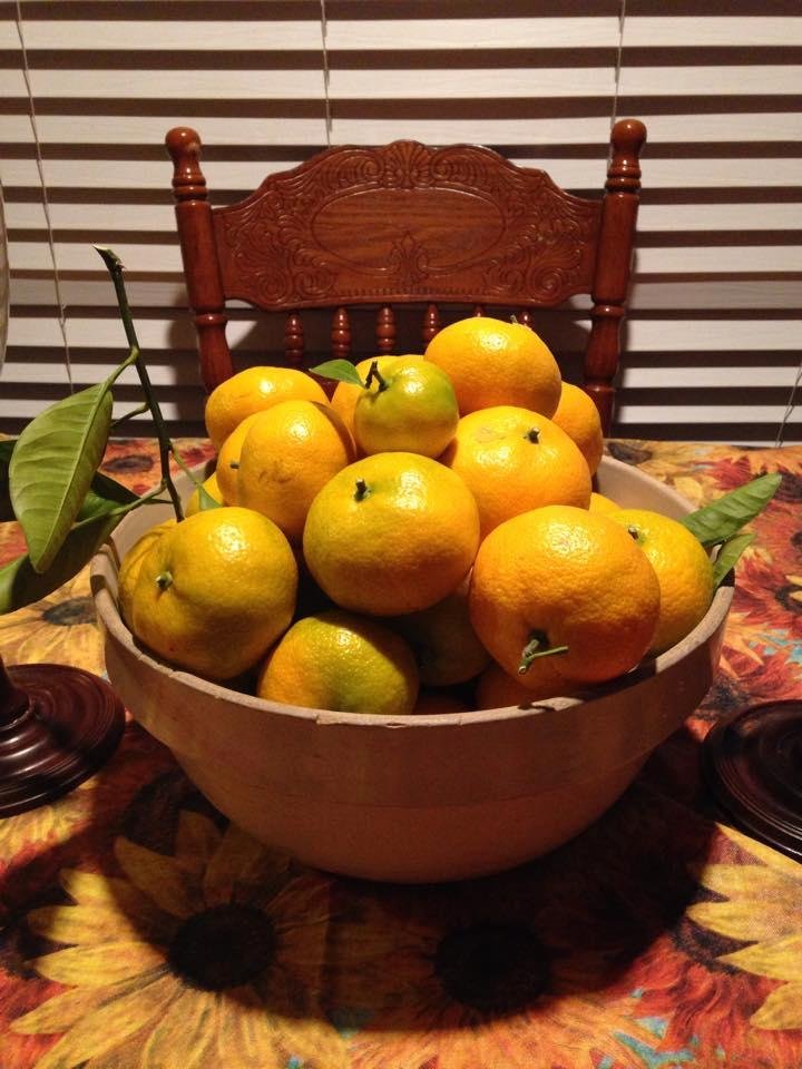Look at our beautiful collection of Satsuma Oranges from my dad's tree!
