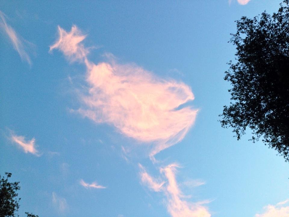 Star fish following a whale? Cloud fantasies from my deck!
