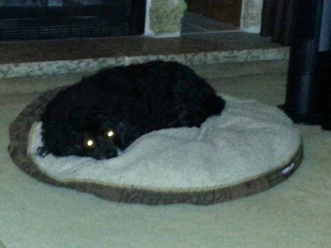 I Love my Toby ! His nick name has always been "Mr.Lovable"