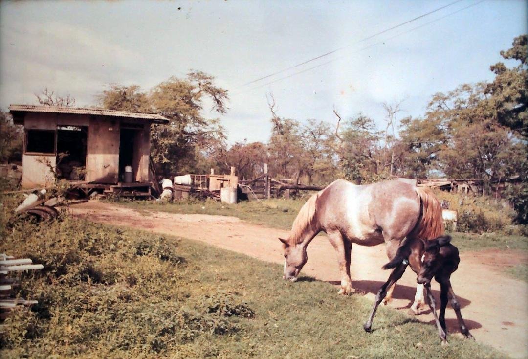 This morning I was awaken to the panic of my neighbor, Kim Causey her Mare was about to give birth lying next to my shack in a bed of grass and She needed my help. It was raining lightly, and she gave birth effortlessly an