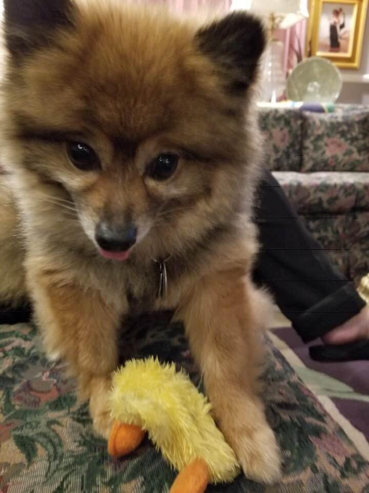 Look at Phoenix defending his baby. He is having so much fun.