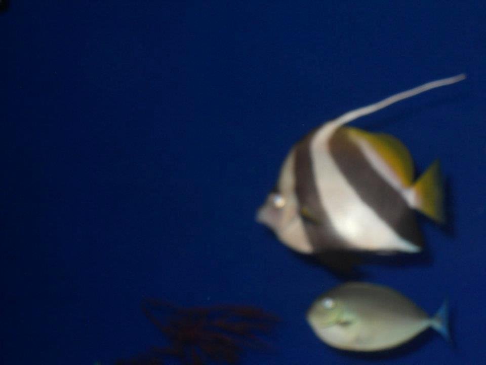 V. Alan Johnson's album, Maui Ocean Center Aquarium