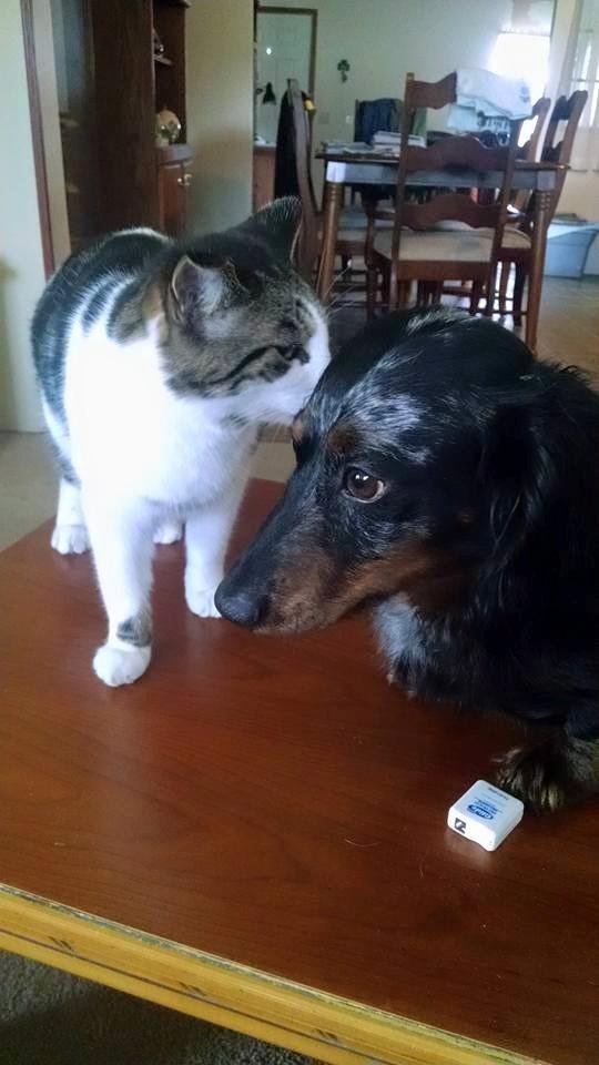 Zzzzzzzz , not that cat again