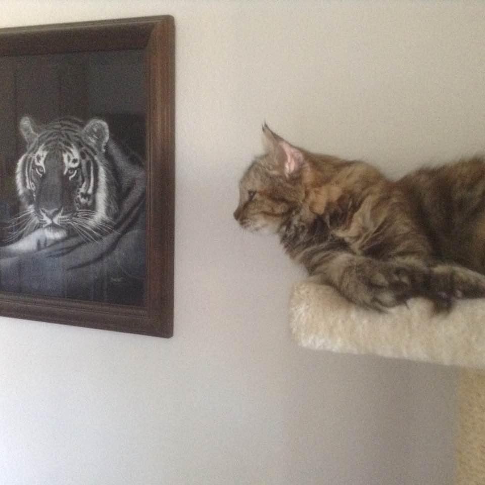 My Shiloh looking at her mom (lol)