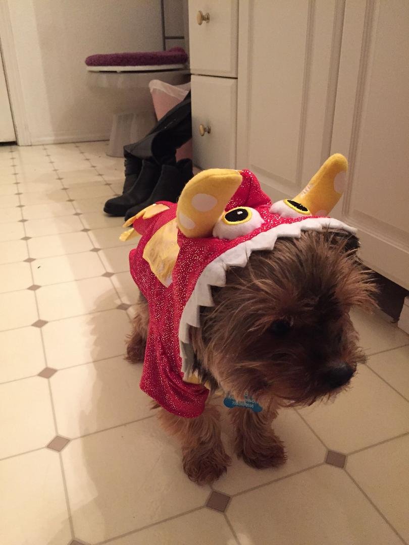 Grand puppy is a dragon!