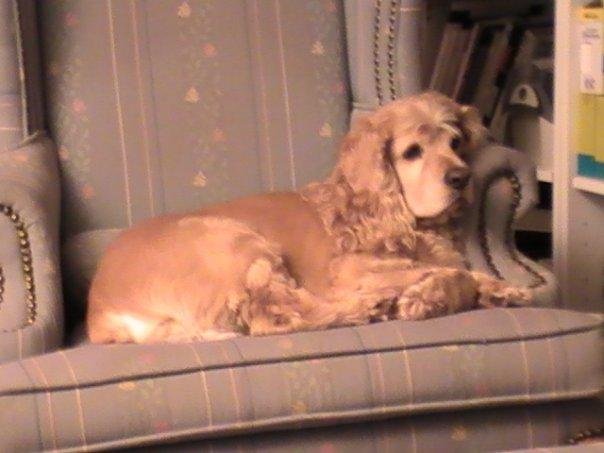 Sad times in the Ulmer house. Lost two pet dogs in the last four days. Happy trails to Sam and Thor.