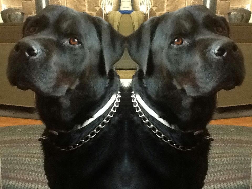 ❤️ One year ago today we lost our beautiful beloved Baron, we still miss him so very much. ❤️