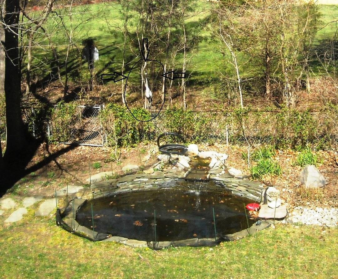 "Blue," standing tall on our fence above the pond. He just can't accept that his nemesis, Mr. Net, bars access to our tasty fish.
Took this pic from an upstairs window. Blue is seen circled, with arrows.