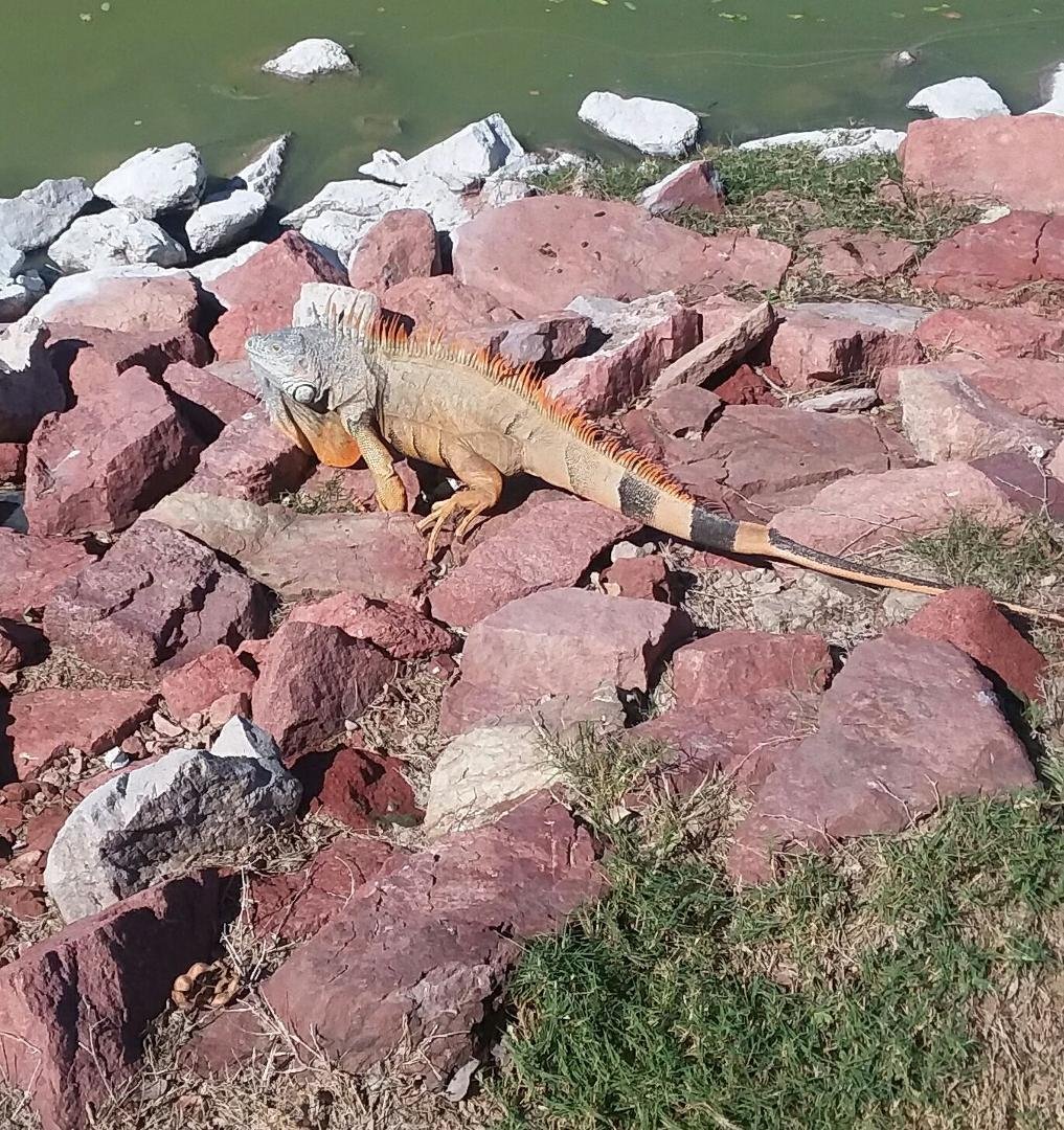 Beautiful iguana on the Neuvo Vallarta golf course
