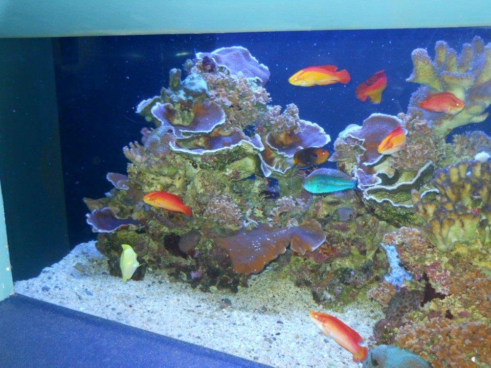 V. Alan Johnson's album, Maui Ocean Center Aquarium