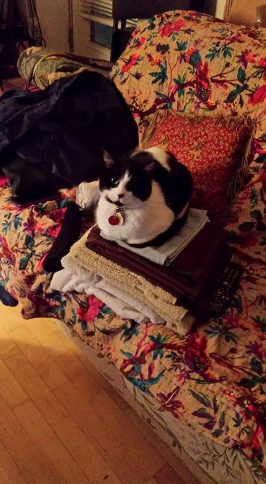 Maple Leisha sitting on pile of folded laundry once I turn my head.For it is warm, cozy and a soft perch!