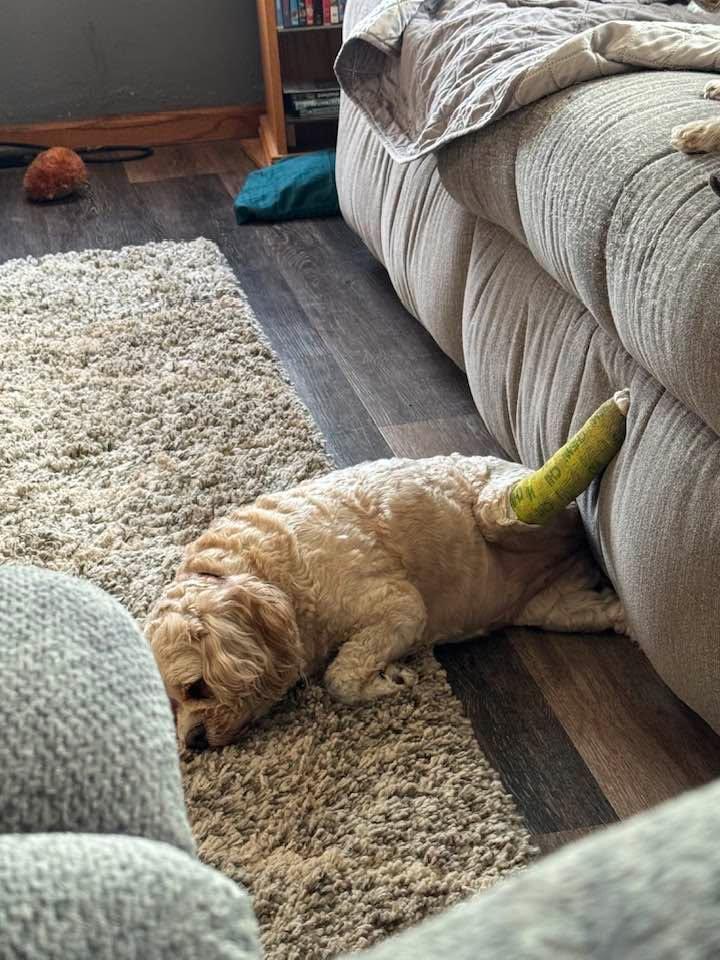 This is how Charlee lays with the splinter on her leg! Still waiting to hear from orthopedic doctor to see what he recommends! Either surgery to repair or amputation of the leg! She is getting around ok with her splint!
U