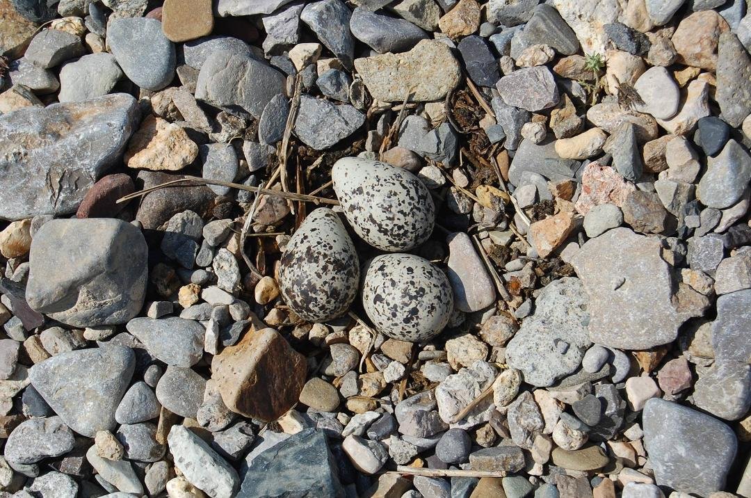 Killdeer nest in the campground
