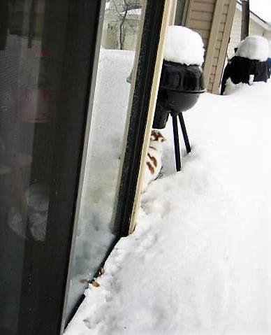 This is a real snowCat...