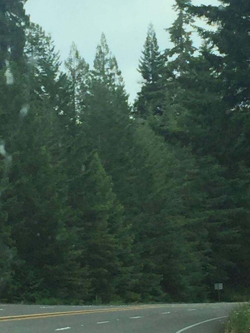 Traveling through Northern CA on 101 through the Redwoods