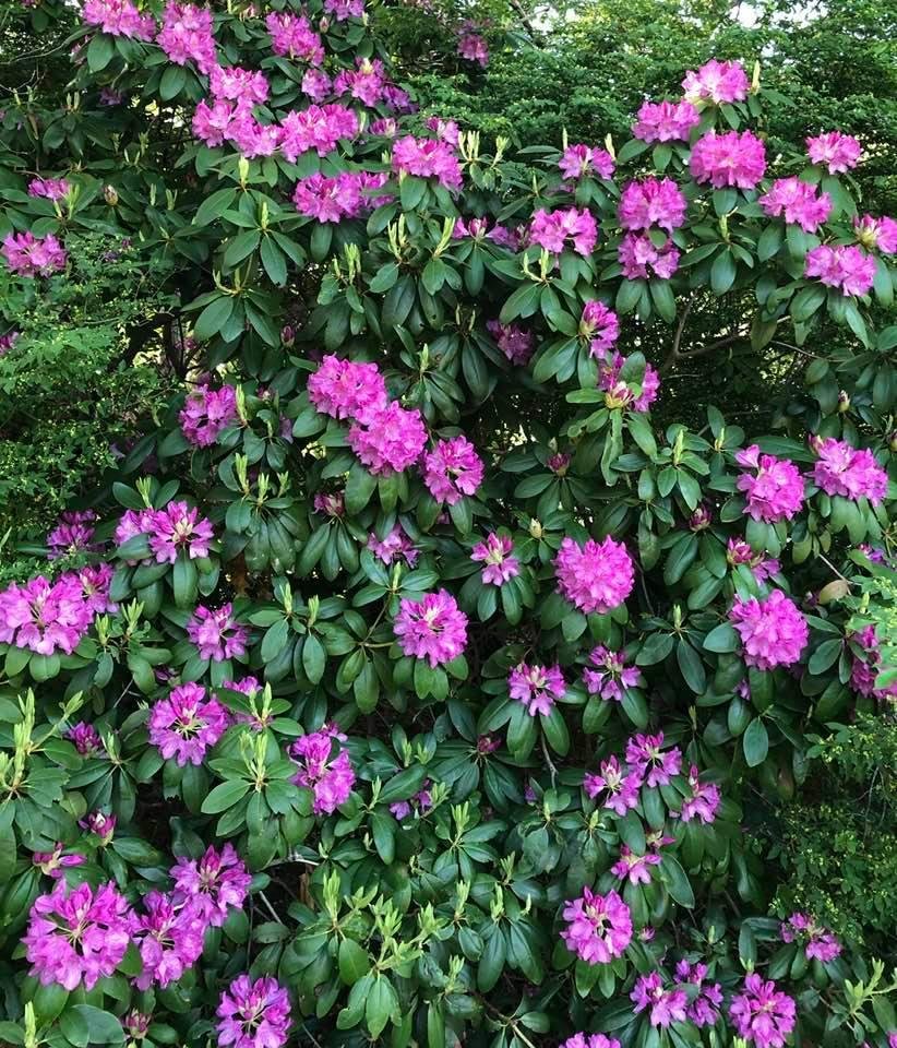 Sun came out and rhodies are bursting open!