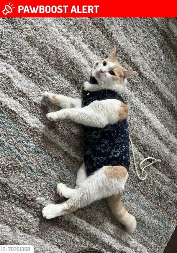 This cat escaped its owner in the Nazareth area at Westminster and Neville Ways. Name is BEAST, very skittish, microchip, wearing a surgical jacket, battery running out of power on its tracker. Call 209-353-6094 if spotte