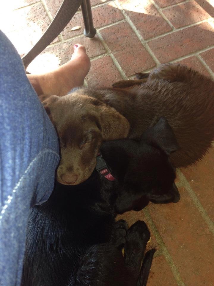 My snuggle babies. They love my feet!
