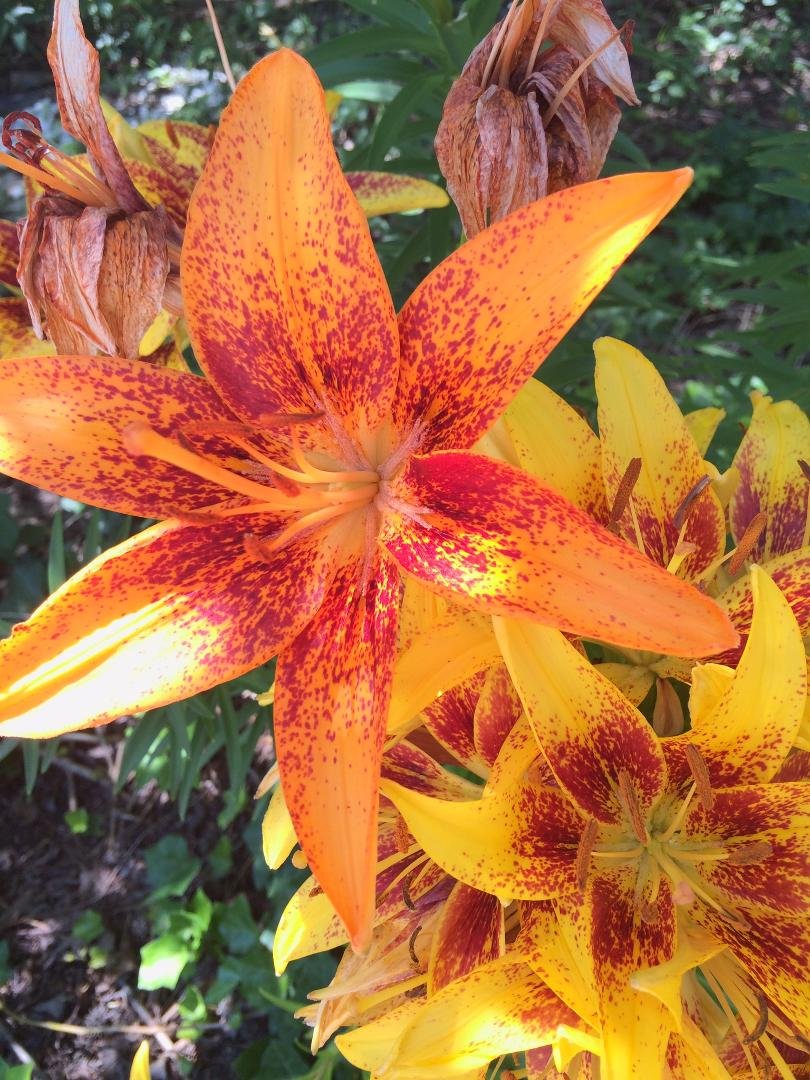 Rain sure helps the flowers!