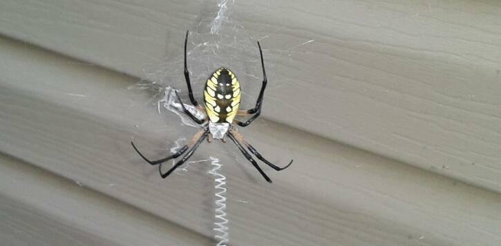 Arkansas spider. It eats humming birds