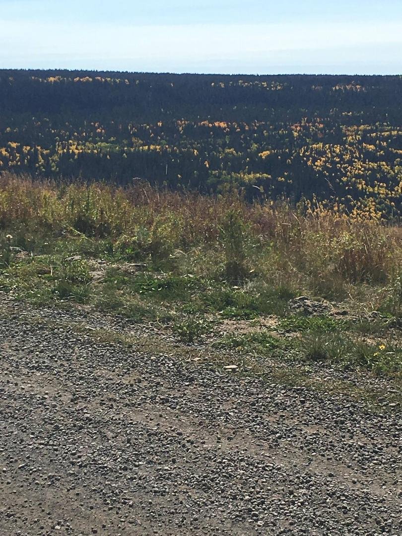 Kathy and jersey and I drove up the Mesa today, the aspens are definitely changing colors.